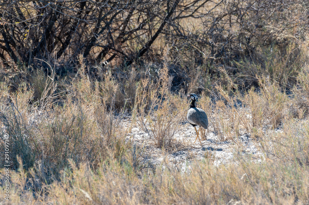The Kori Bustard -Ardeotis kori- is considered to be the largest flying bird of Africa. Here it is seen walking in Etosha National Park. The Kori Bustard -Ardeotis kori- is considered to be the largest flying bird of Africa. Here it is seen walking in Etosha National Park.