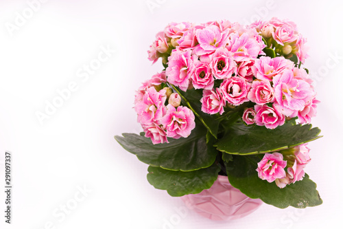 Pink kalanchoe flower in a pink flower pot
