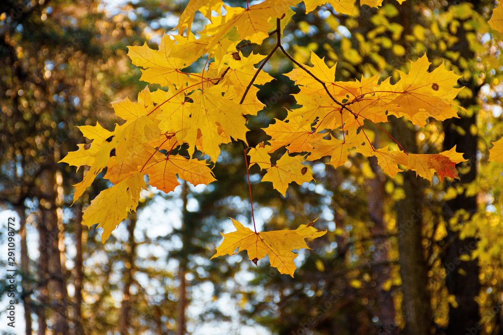 Autumn leaves in the city
