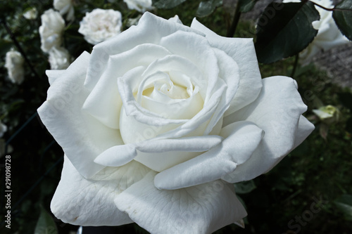 Pure white flower head of rose
