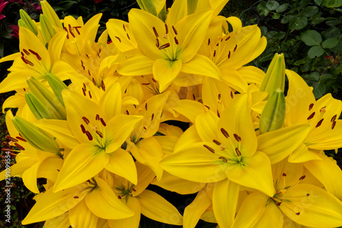 Yellow lilies in the garden