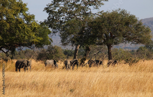 Wild elephants in Africa 