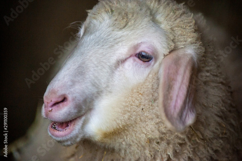 Portrait - Kopf von einem Schaf photo