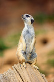 The meerkat or suricate (Suricata suricatta) patrolling near the hole. Meerkat standing in the morning sun.