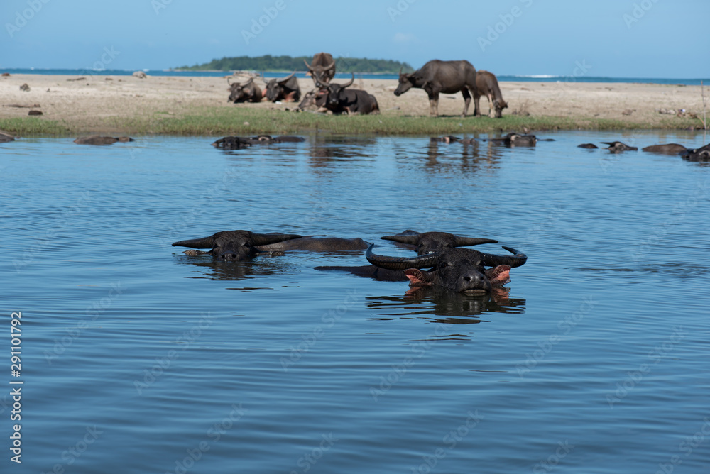 Fototapeta premium Water Buffalos, Simeulue Sumatra Indonesia