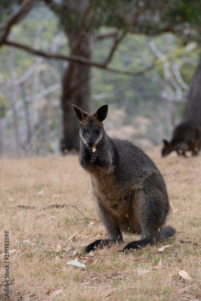 Naklejka premium Swamp Wallaby Wallabia bicolor Australia