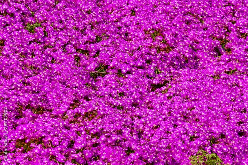 Fototapeta premium Trailing Purple Ice Plant (Delosperma cooperi) Growing in spring season