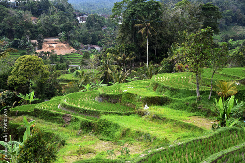 Rice terraces in bali indonesia