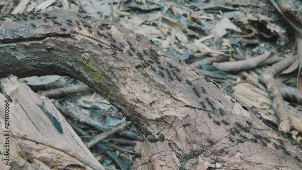 Ant Colony Moving on Fallen Tree in Dense Forest Close Up. Insects in Natural Environment Ant Colony Moving on Fallen Tree in Dense Forest Close Up. Insects in Natural Environment