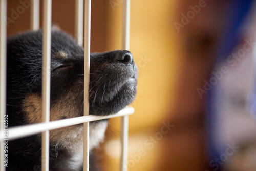 ケージの子犬・寝ている・顔アップ・鼻先