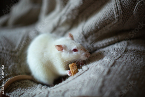 white rat with bread on knitting Cozy