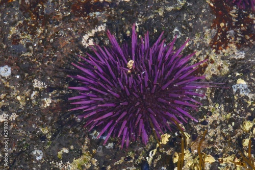 Purple sea urchins in Oregon shoreline tide pool  © Veruree