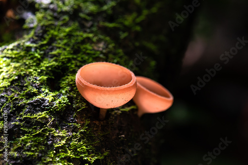 Fotografie Cup Fungi Cookeina sp.