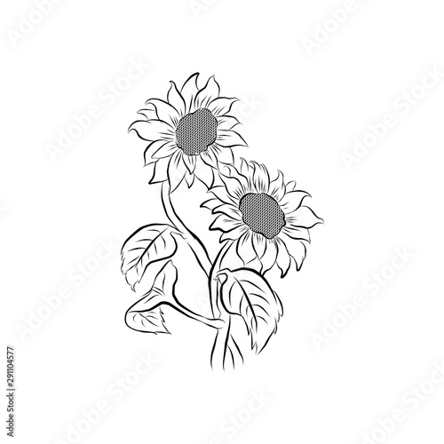 sunflower ,hand drawing