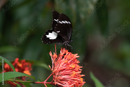 Papilio aegeus ssp. aegeus photo