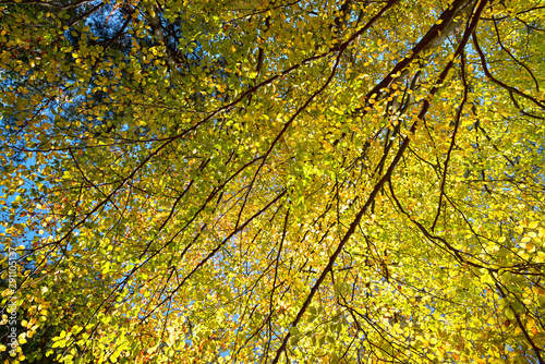 Blätterdach im Herbst