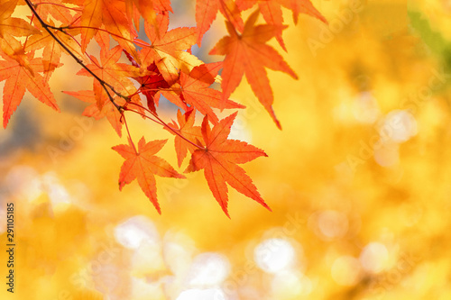 赤黄に色ずいた紅葉の葉