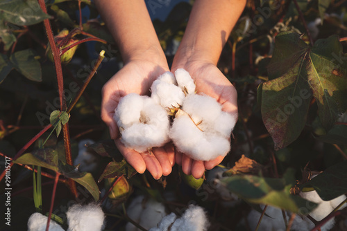 In the hands of the cotton grower harvested cotton photo