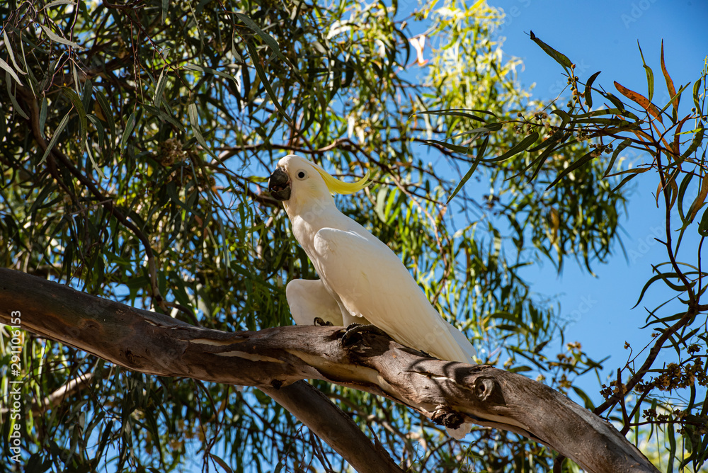 Sulphur-crested Cockatoo Cacatua galerita Sulphur-crested Cockatoo Cacatua galerita