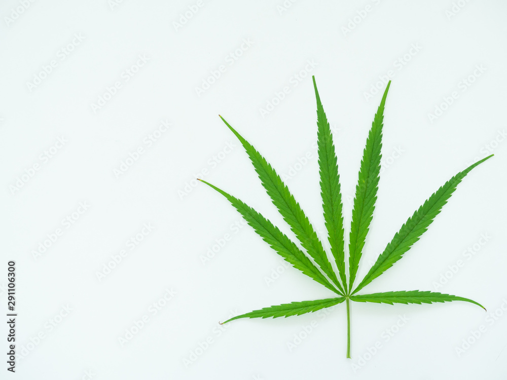 Medical marijuana isolate on white background.Green leaves of cannabis.Green leaf tree.Natural plant pharmaceutical production for alternative medicine concept.
