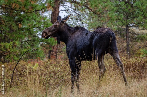 Wet Cow Moose In The Forest.