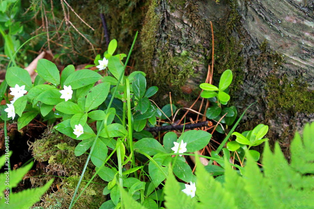 Fototapeta premium trees and white flowers in the summer forest