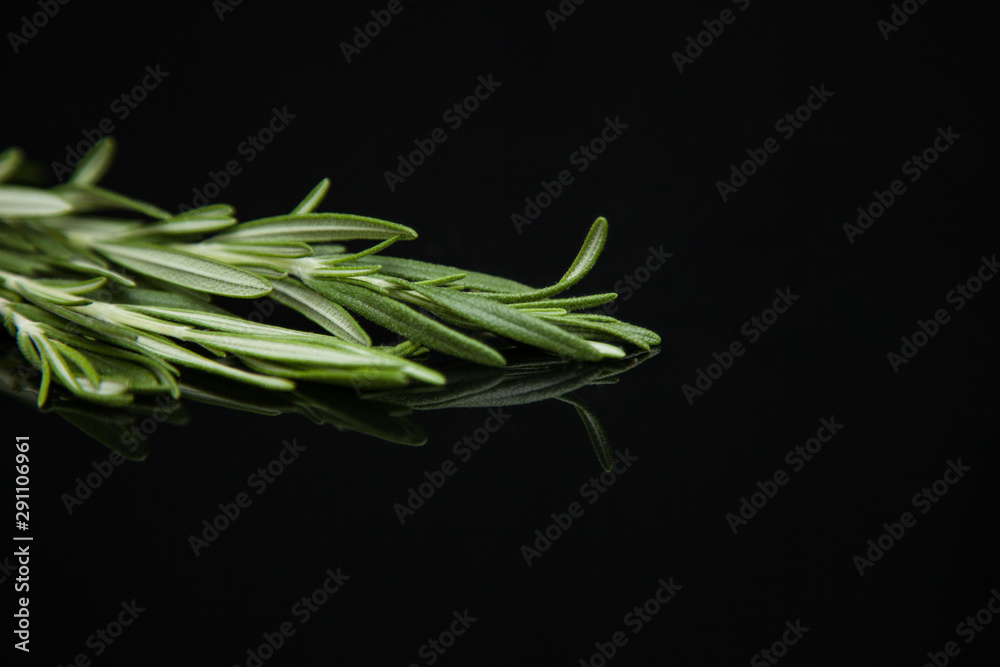 sprig of rosemary on a black background with reflection sprig of rosemary on a black background with reflection
