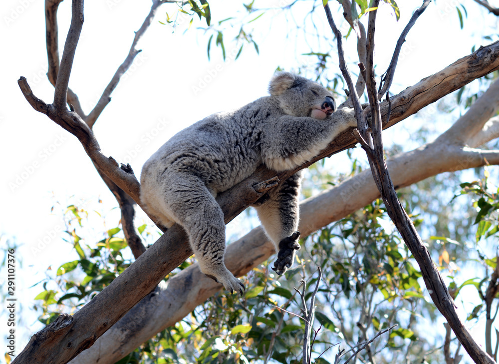 Obraz premium Koala sleeping on tree branch