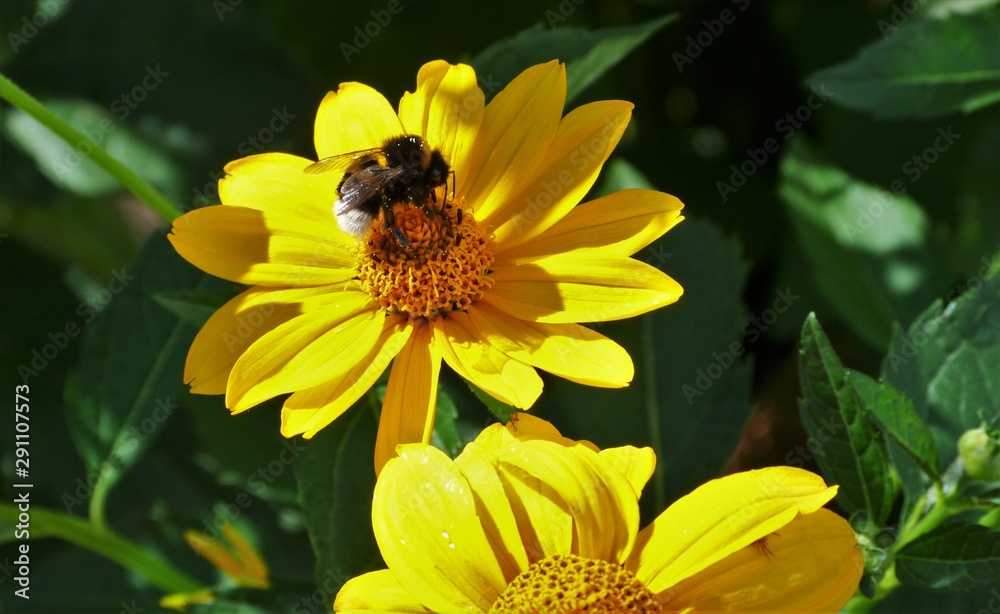 bee on yellow flower bee on yellow flower