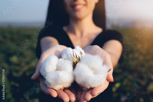 natural product, raw cotton flowers on woman's hands on green cotton field outdoor background