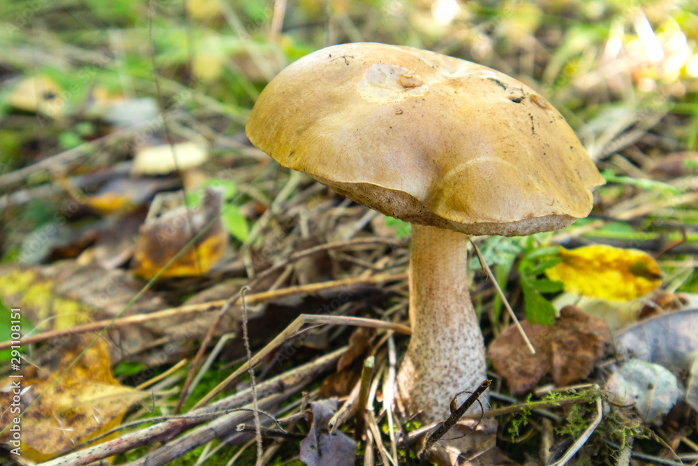 Brown mushroom in the forest grows Brown mushroom in the forest grows