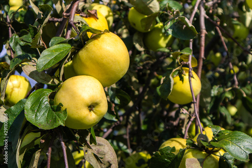 Yellow apples on apple tree leaves