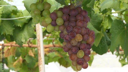 Wallpaper Mural Bunches of Fresh Grapes Hanging from the vineyard Torontodigital.ca
