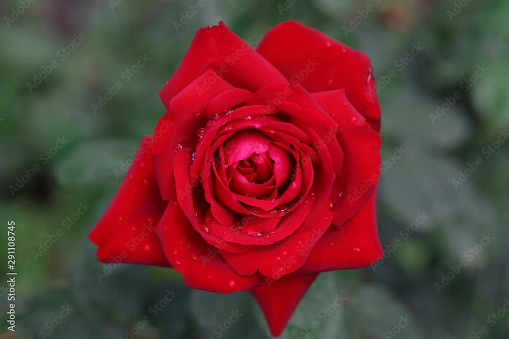 A red rose in a garden closeup A red rose in a garden closeup