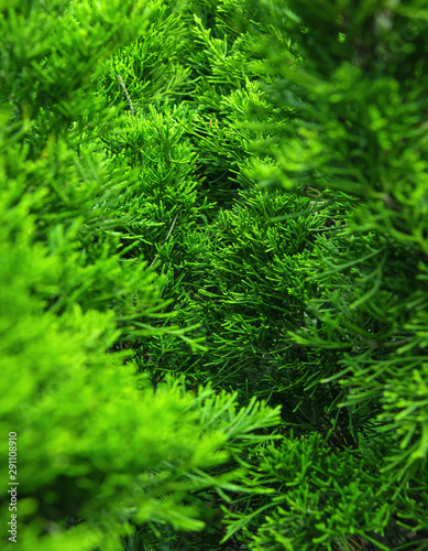 The green leaves of natural pine trees with natural color background © SIRAPOB