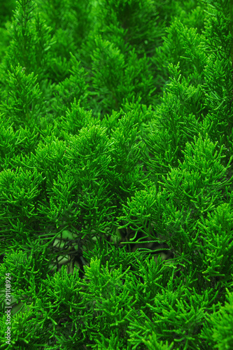 The green leaves of natural pine trees with natural color background