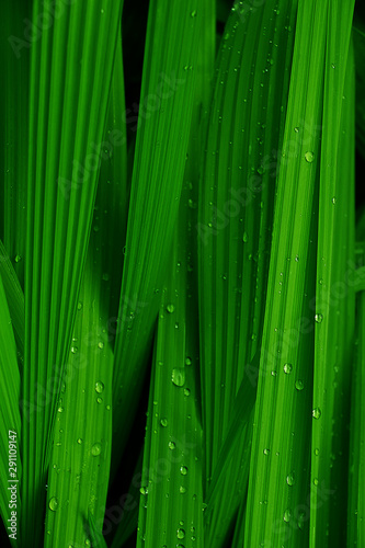 Fototapeta Naklejka Na Ścianę i Meble -  Green wet bush with branches of leaves and small green buds. Leaf closeup with brilliant water droplets look like precious beads. Transparent rain drops on fresh foliage. Summer nature after rain