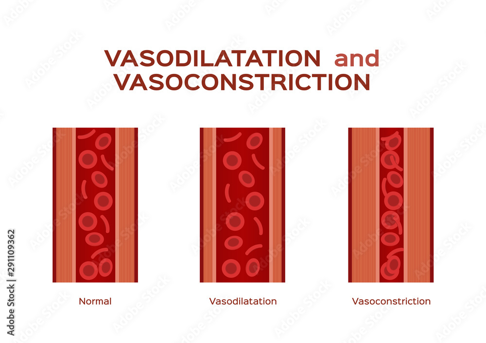 Vecteur Stock normal vasodilation and vasoconstriction blood vessel
