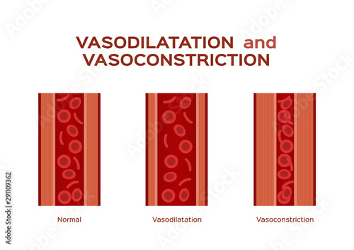 normal vasodilation and vasoconstriction blood vessel vector photo