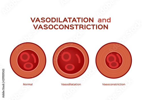 normal vasodilation and vasoconstriction blood vessel vector