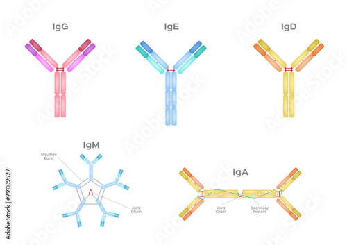 Types of Antibodies and immunoglobulin structure vector / infographic photo