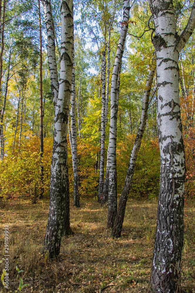 Autumn landscape forest suburban city Zaraysk Autumn landscape forest suburban city Zaraysk