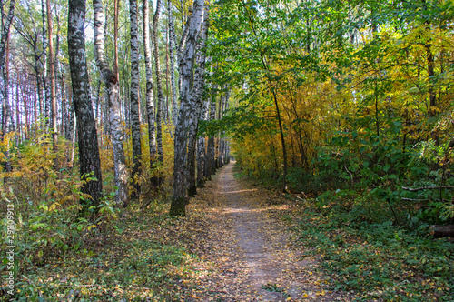 Autumn landscape forest suburban city Zaraysk © borisbk