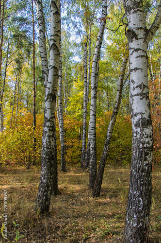 Autumn landscape forest suburban city Zaraysk