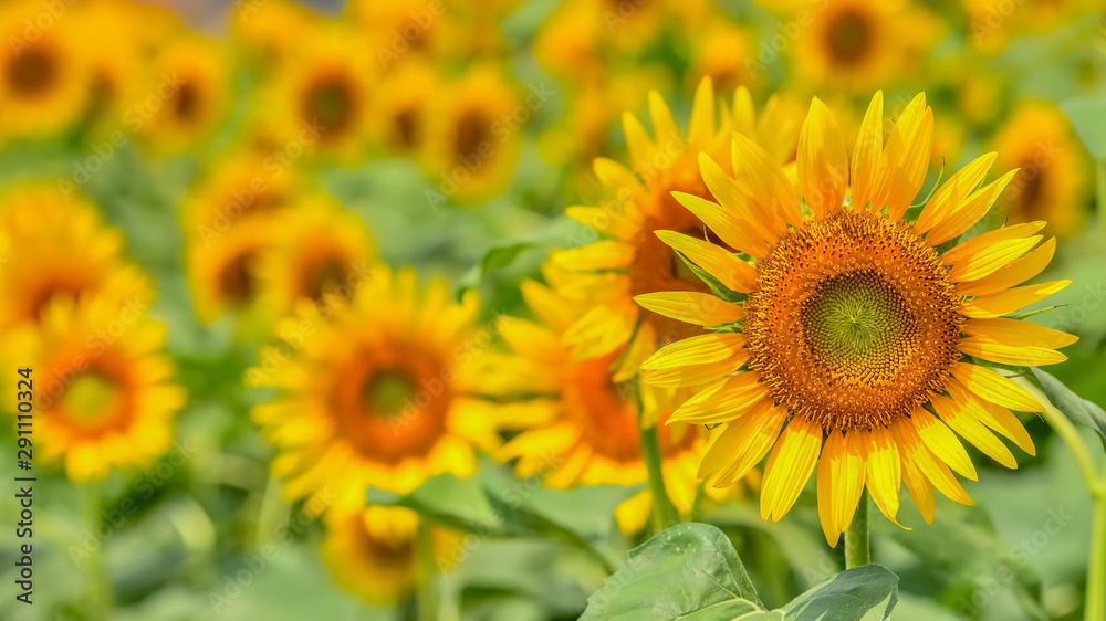 ヒマワリの花　　Sunflower 