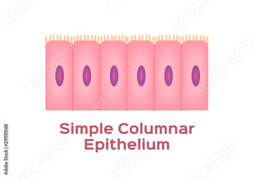 simple columnar epithelium / Epithelial tissue
