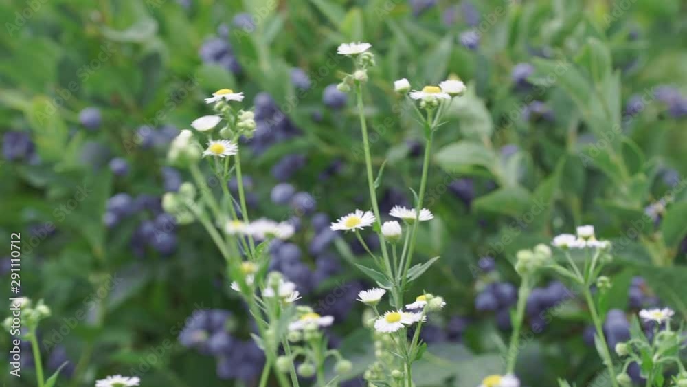 A lot of ripe juicy blueberries growing among wildflowers A lot of ripe juicy blueberries growing among wildflowers