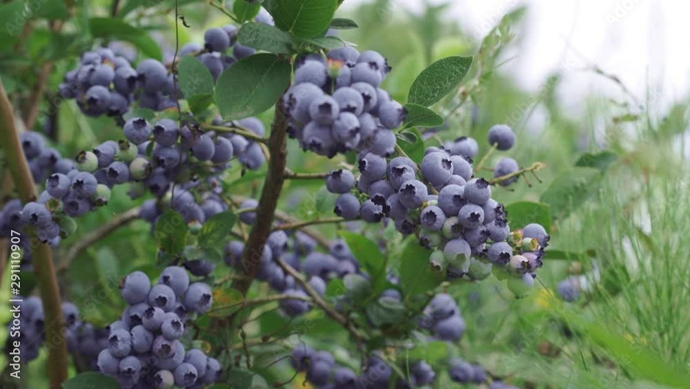 A lot of ripe juicy blueberries growing on the bushes A lot of ripe juicy blueberries growing on the bushes