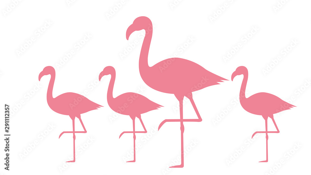 Fototapeta premium flamingo isolated on white background