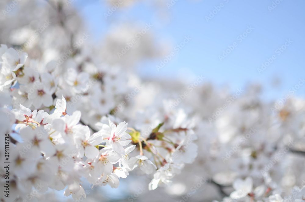 Many of Cherry blossom flower or Sakura or Plum flower on the tree in spring daytime in north of Japan, Sendai-Fukushima area with sunshines Many of Cherry blossom flower or Sakura or Plum flower on the tree in spring daytime in north of Japan, Sendai-Fukushima area with sunshines